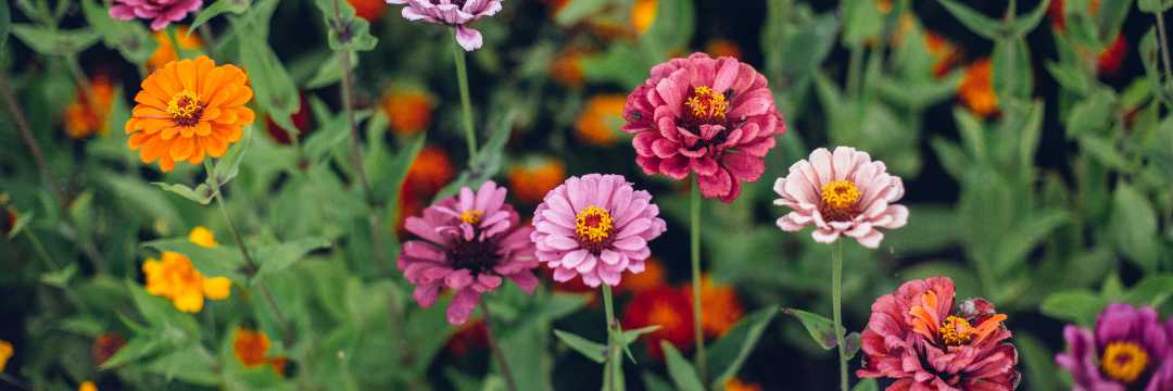 Zinnias offer a burst of color and a wildflower feel to your wedding arrangements. Their vivid shades of red, orange, and yellow can brighten up your floral decor, creating a vibrant and lively atmosphere for your special day.